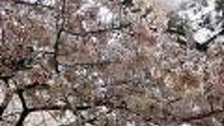 ２０２１年のサクラ