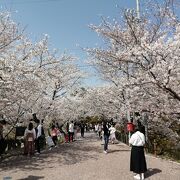 2021年桜まつり