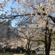 桜の名所