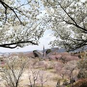 幸田しだれ桜まつり