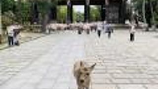 東大寺南大門　と　シカ