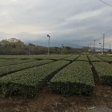 ホテルの周囲は茶畑が広がっています