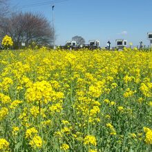 菜の花畑の先、川と用水の合流点には水門がつくられている。