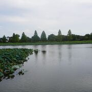 沼の景色は意外に雄大