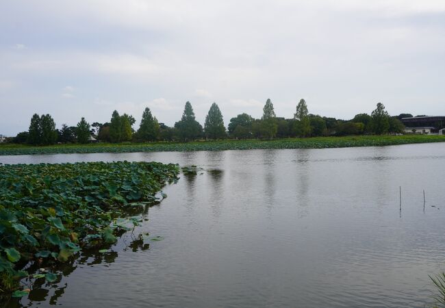 沼の景色は意外に雄大