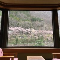 桜がキレイ