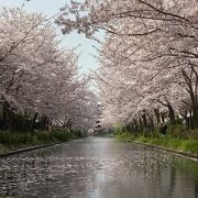 桜満開を堪能！