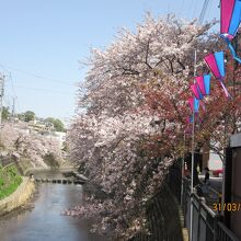 弘明寺の橋から川沿の満開の桜