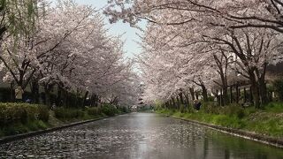 桜満開を堪能！