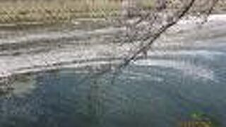 今年は例年と違い静かで花筏が最高でした。