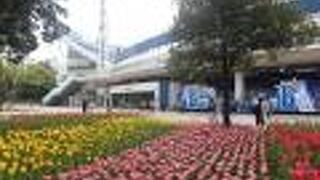 ４月４日、チューリップがとてもきれいでした