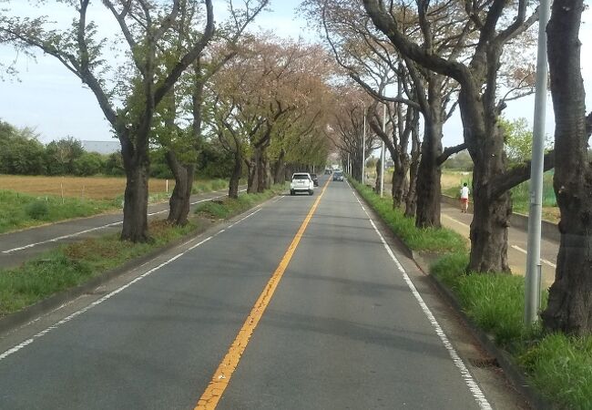 桜の並木道