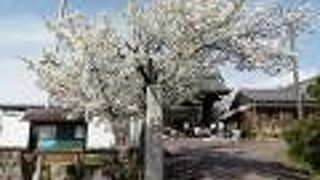 桜は残念だったけど…