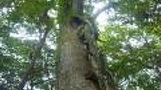 白谷雲水峡の弥生杉コース