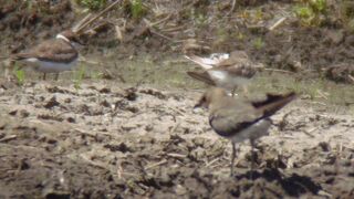 ツバメチドリが見られました。