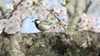 満開の桜と鳥のさえずり