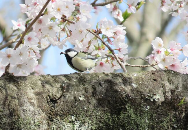 満開の桜と鳥のさえずり