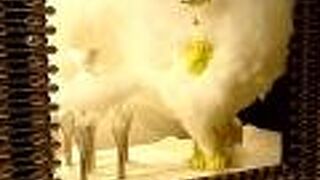 気になるリニューアル