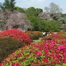 まだ３月末だというのに、ソメイヨシノは散り八重桜にツツジ満開