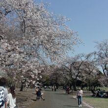 ソメイヨシノは散り始め、花吹雪の芝生にはレジャーシート。