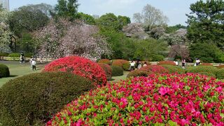今春は、桜もツツジも開花が早い。Web事前予約制度で、中は密にならずに鑑賞可能。