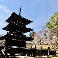 右下でおじさま達が花見中