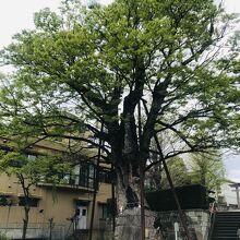 御神木でもあります