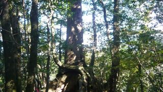 太鼓岩往復コース