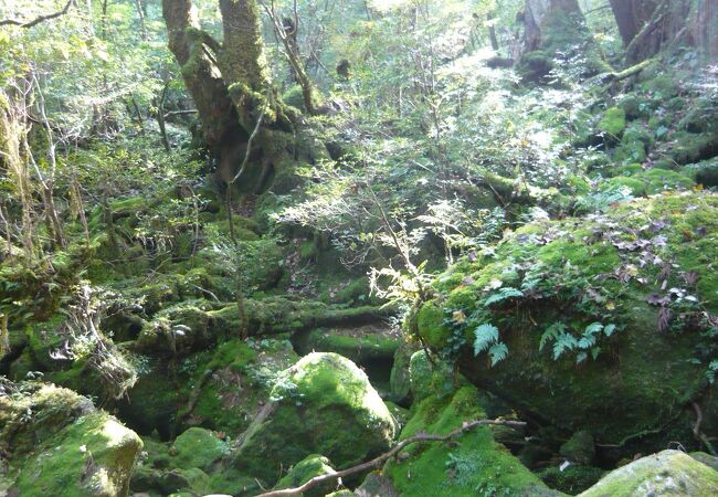 もののけ姫の森 苔むす森 クチコミ アクセス 営業時間 屋久島 フォートラベル もののけ姫の森 苔むす森 クチコミ アクセス 営業時間 屋久島 フォートラベル