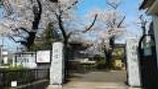 桜がきれいな閑静なお寺