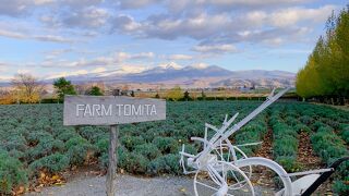 ラベンダーが咲いてない時期も、整備されたファームはキレイです!