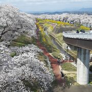 白石川堤一目千本桜周辺を眺める絶好の撮影スポット