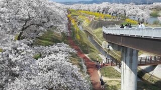 白石川堤一目千本桜周辺を眺める絶好の撮影スポット