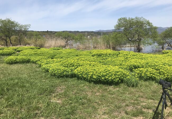 ドライブ中に見かけた野うるし群生地