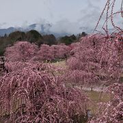 圧巻の枝垂れ梅