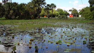 クロモズガラスが見られました。