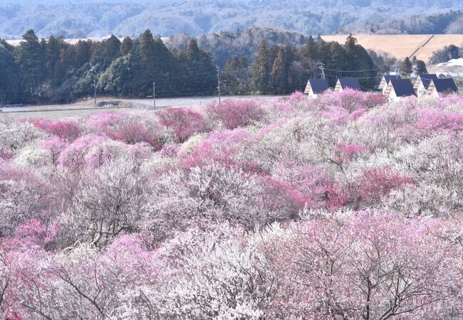 和歌山 梅林