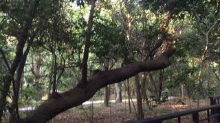 南海学園 台北植物園