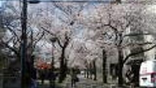 白川南通は桜のきれいな撮影スポット