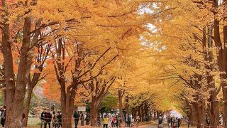 東京の有名なイチョウ並木と引けを取らない美しさです!