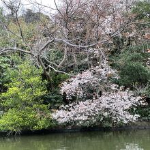 ちょうど桜が咲き始めてました！