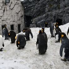 外に出るペンギン