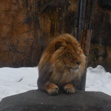 寒そうなライオン