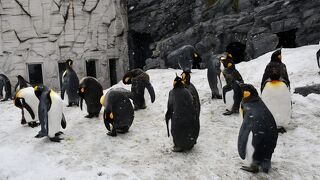 大迫力動物の旭山動物園