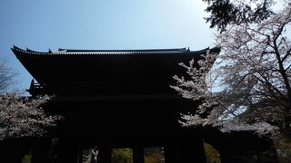 南禅寺も桜