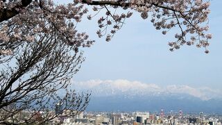 桜越しの立山連峰が見られます。