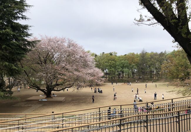 鶴間公園 クチコミ アクセス 営業時間 町田 フォートラベル 鶴間公園 クチコミ アクセス 営業時間 町田 フォートラベル
