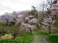 野土山 (桜の里)