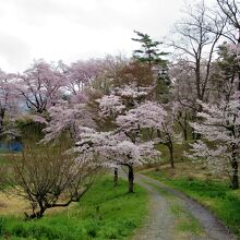 野土山 (桜の里)