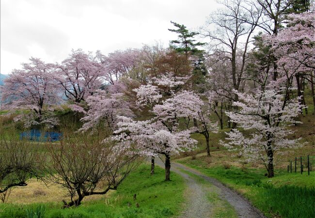 野土山 (桜の里)